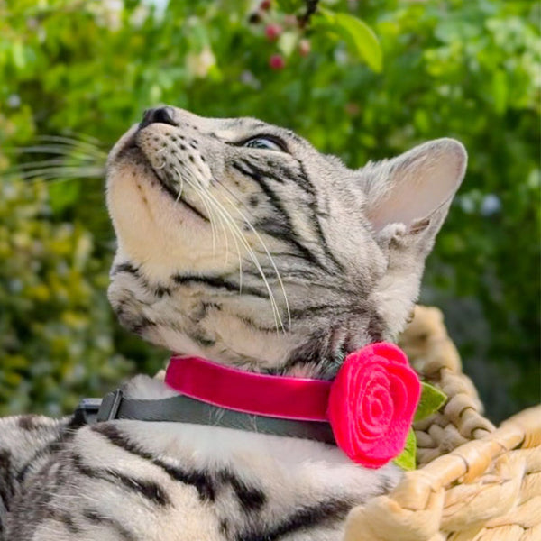 Collars
