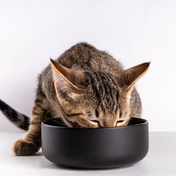 Dinnerware