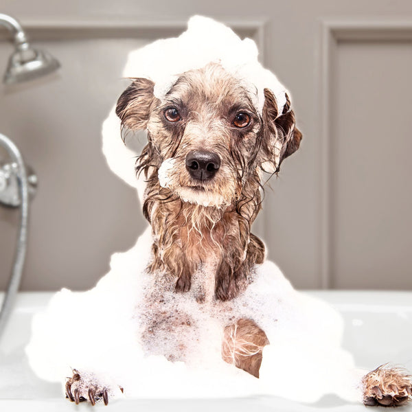 Grooming