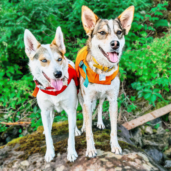 Harnesses · Leashes & Packs