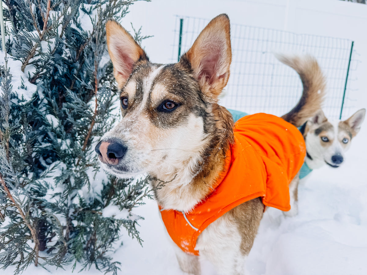 Winter Wear