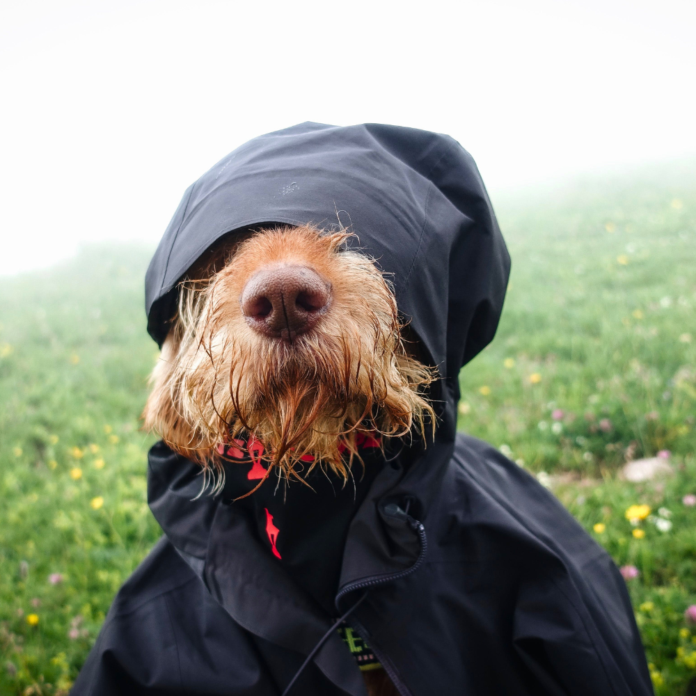 Severe Weather Essentials for Pets