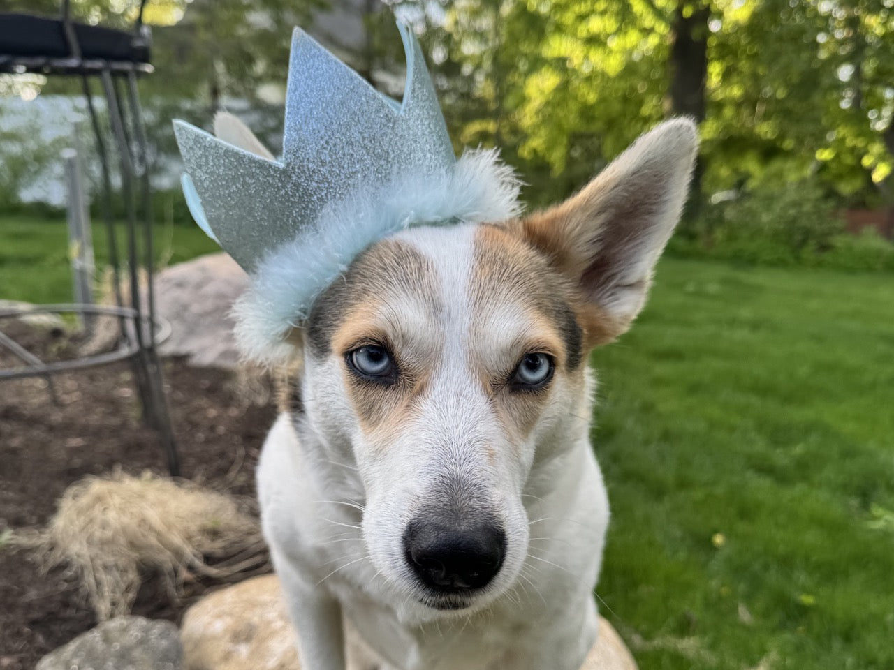 Birthday & Gotcha Day