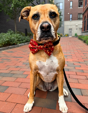 FISH & BONE Bow Tie Fall Florals