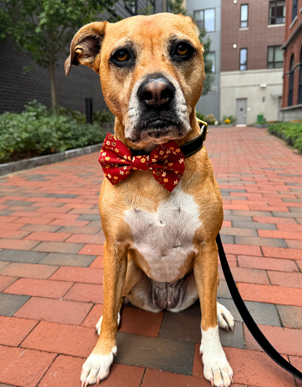 FISH & BONE Bow Tie Fall Florals