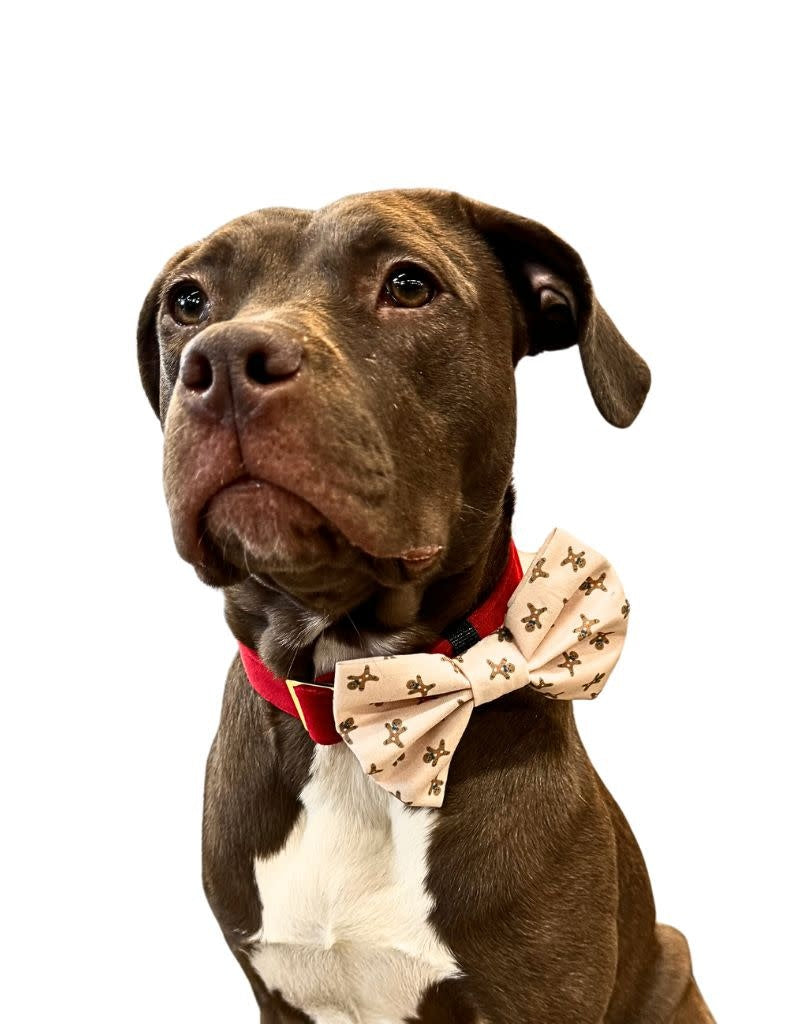 FISH & BONE Bow Tie Gingerbread Man