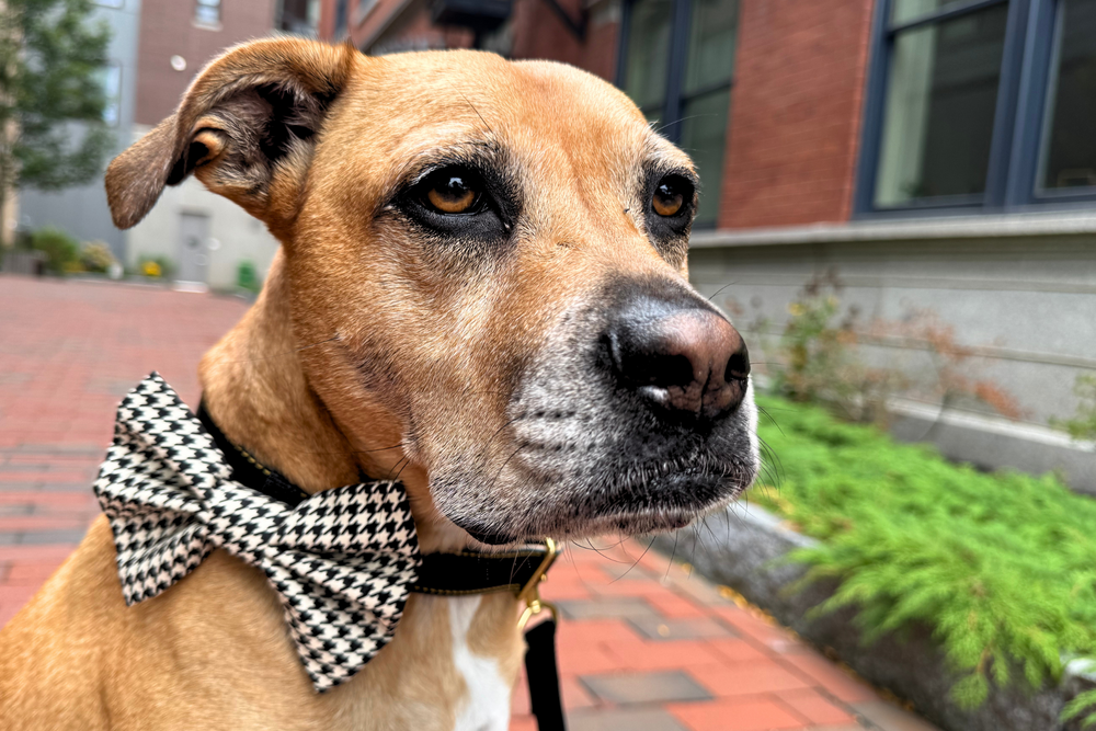 FISH & BONE Bow Tie Houndstooth