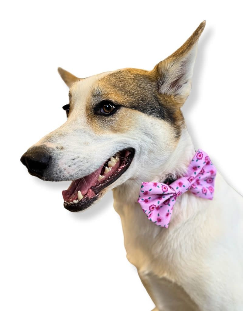 FISH & BONE Bow Tie Blossoms