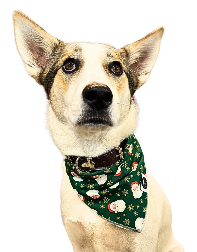THE FISH & BONE Bandana Green Santa Pearlesent