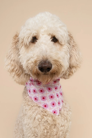FISH & BONE Bandana The Poppy