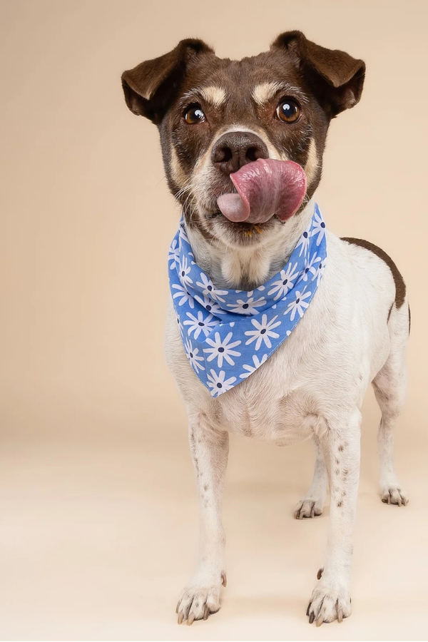 FISH & BONE Bandana The Lyla