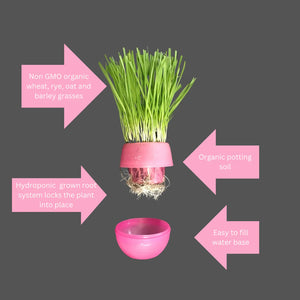 MOM'S INDOOR CAT Cat Grass Garden