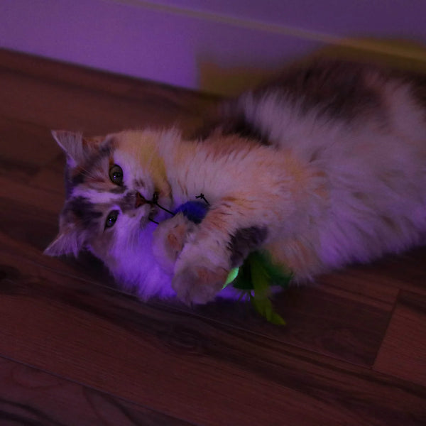QURIKY KITTY Glow Bugs Cat Toy