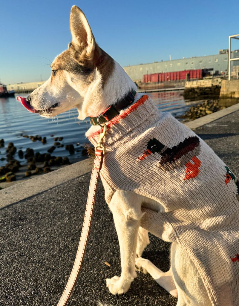 CHILLY DOG Lucky Duck  Sweater