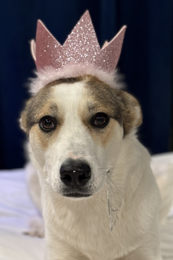 HUXLEY & KENT Pet Party Crown Pink
