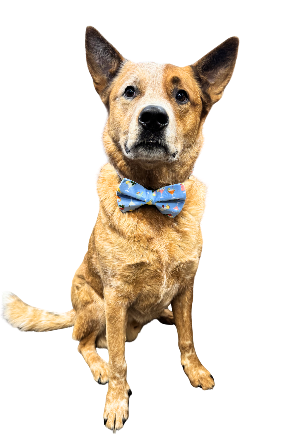 WINTHROP CLOTHING CO.Bow Tie Cocktail