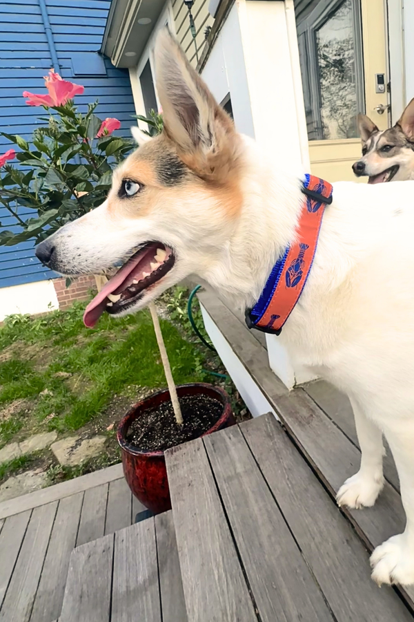PRESTON Dog Collar Orange Lobster