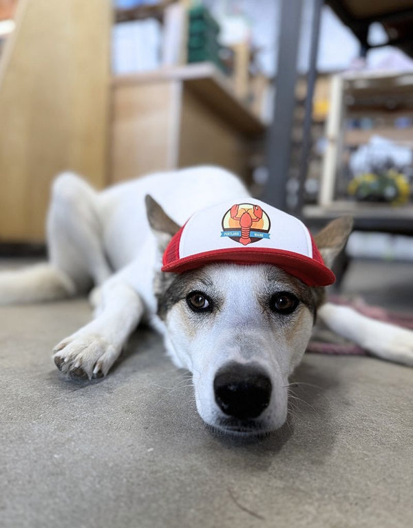 PUPLID Dog Trucker Hat Maine Lobster