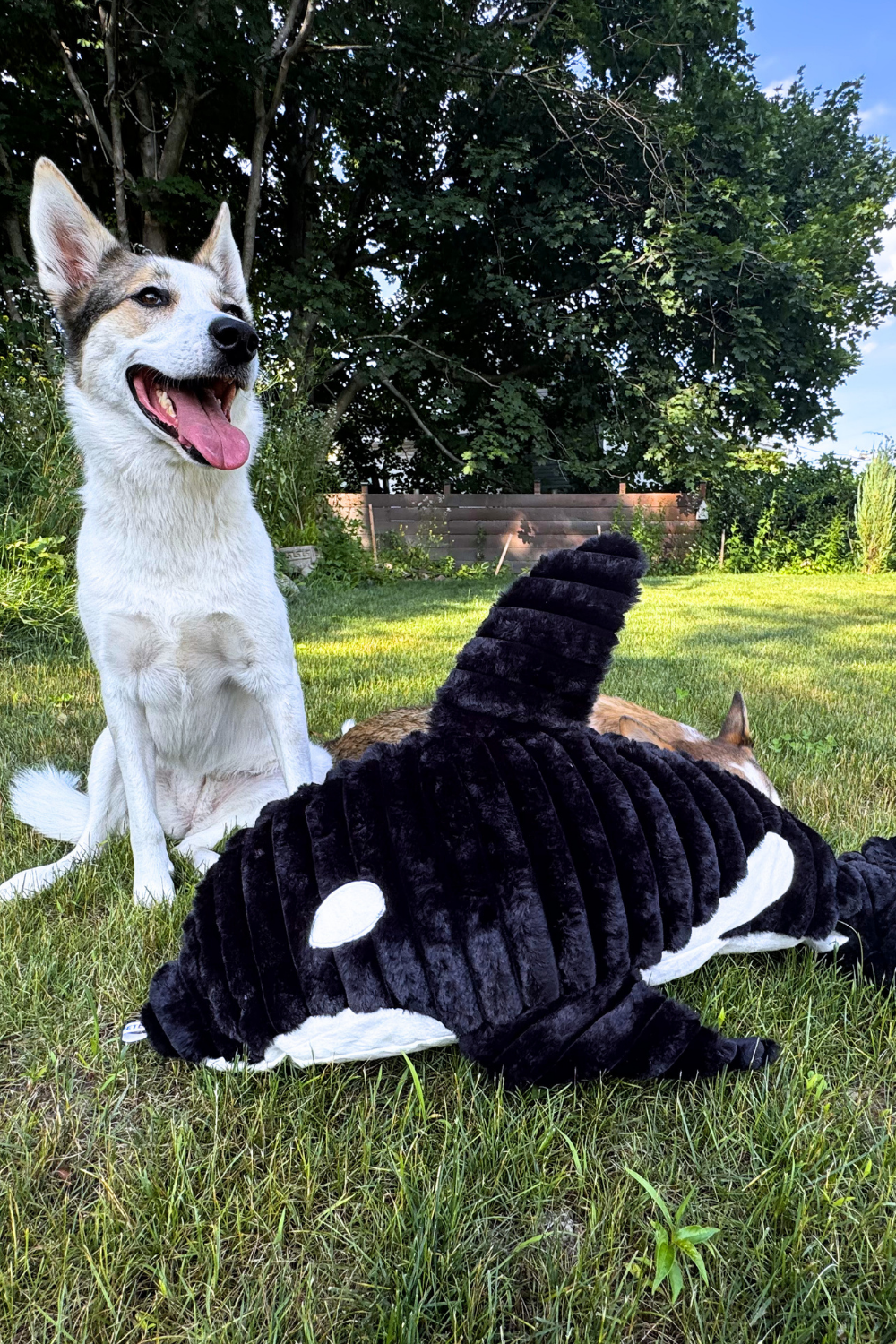 PETLOU Orca Dog Toy 36"