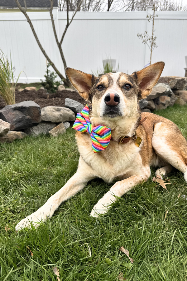 DAPPER DEXTER Bow Tie Rainbow Stripe