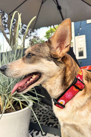 SIX POINT PET Daisy Chain Dog Collar Red