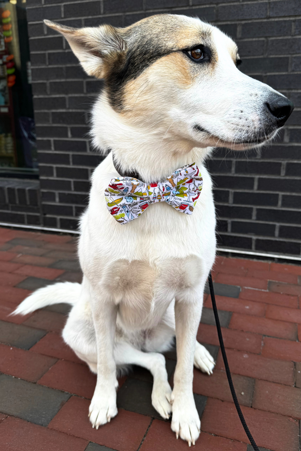 DAPPER DEXTER Bow Tie Maine