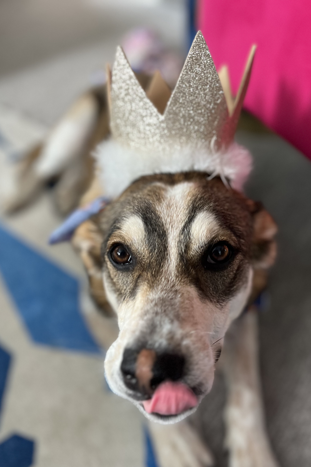 HUXLEY & KENT Pet Party Crown Gold
