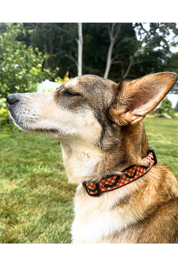 UP COUNTRY Batty Dog Collar