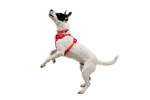 RUFFWEAR Front Range Flex Harness Rose Violet