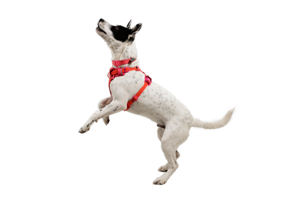 RUFFWEAR Front Range Flex Harness Rose Violet