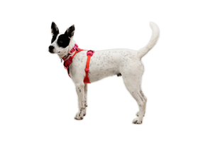 RUFFWEAR Front Range Flex Harness Rose Violet