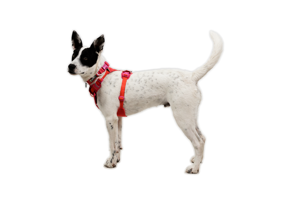 RUFFWEAR Front Range Flex Harness Rose Violet