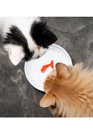 SUCK US Goldfish Pet Bowl