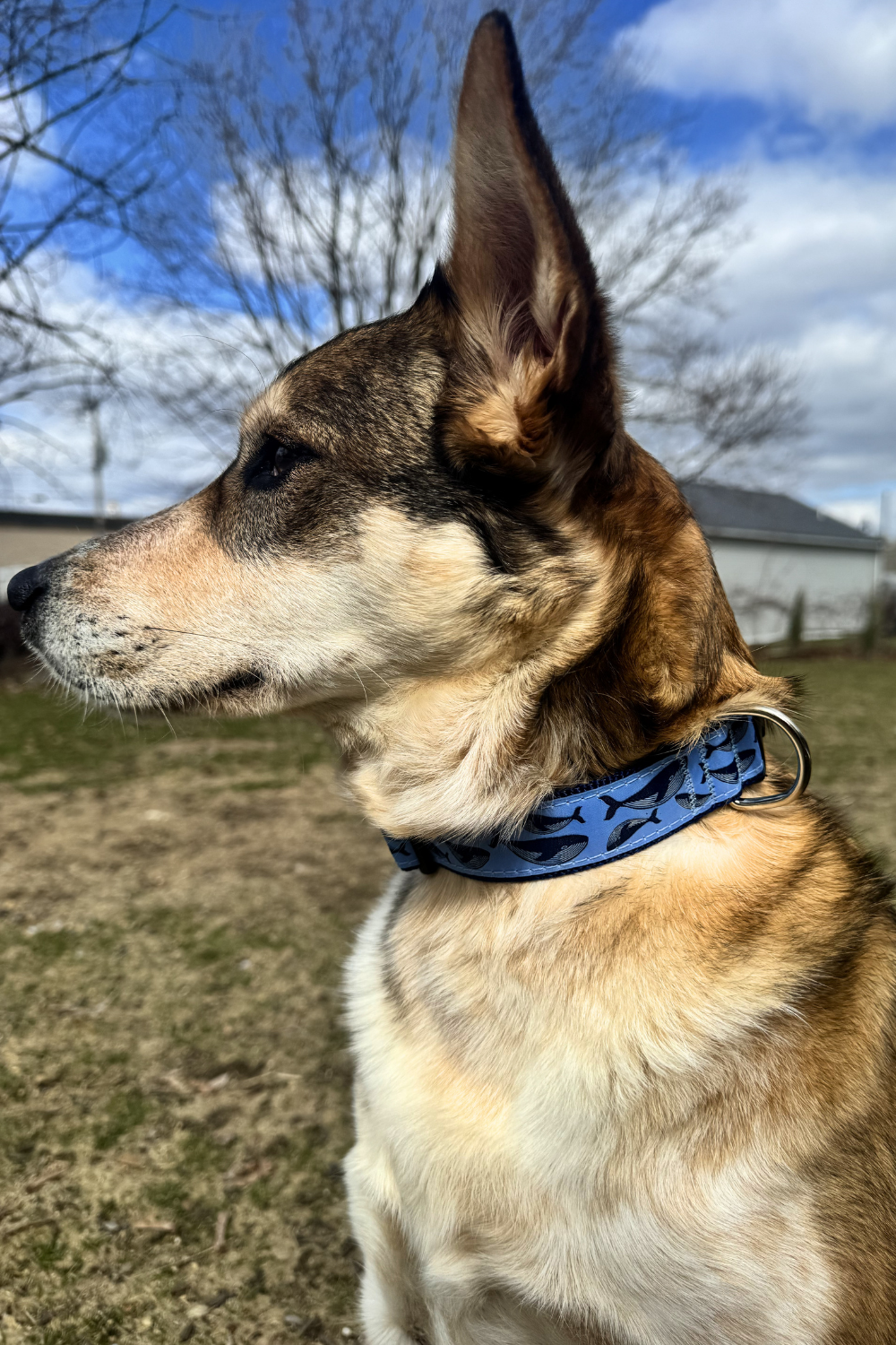 PRESTON Humpback Whale on Blue Dog Collar