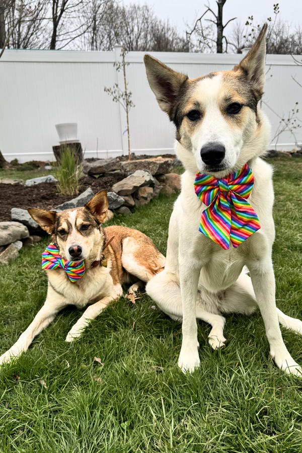 DAPPER DEXTER Bow Tie Rainbow Stripe