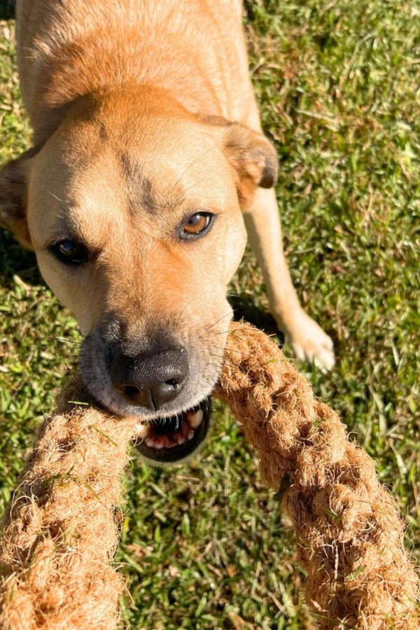 CANOPHERA Coconut Rope Ring
