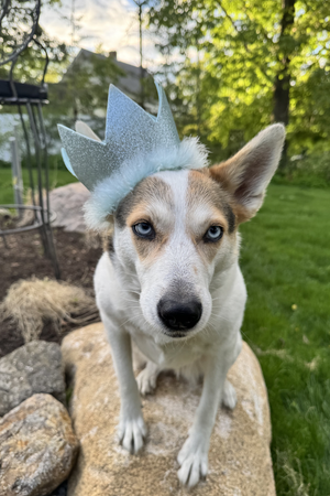 HUXLEY & KENT Pet Party Crown Blue