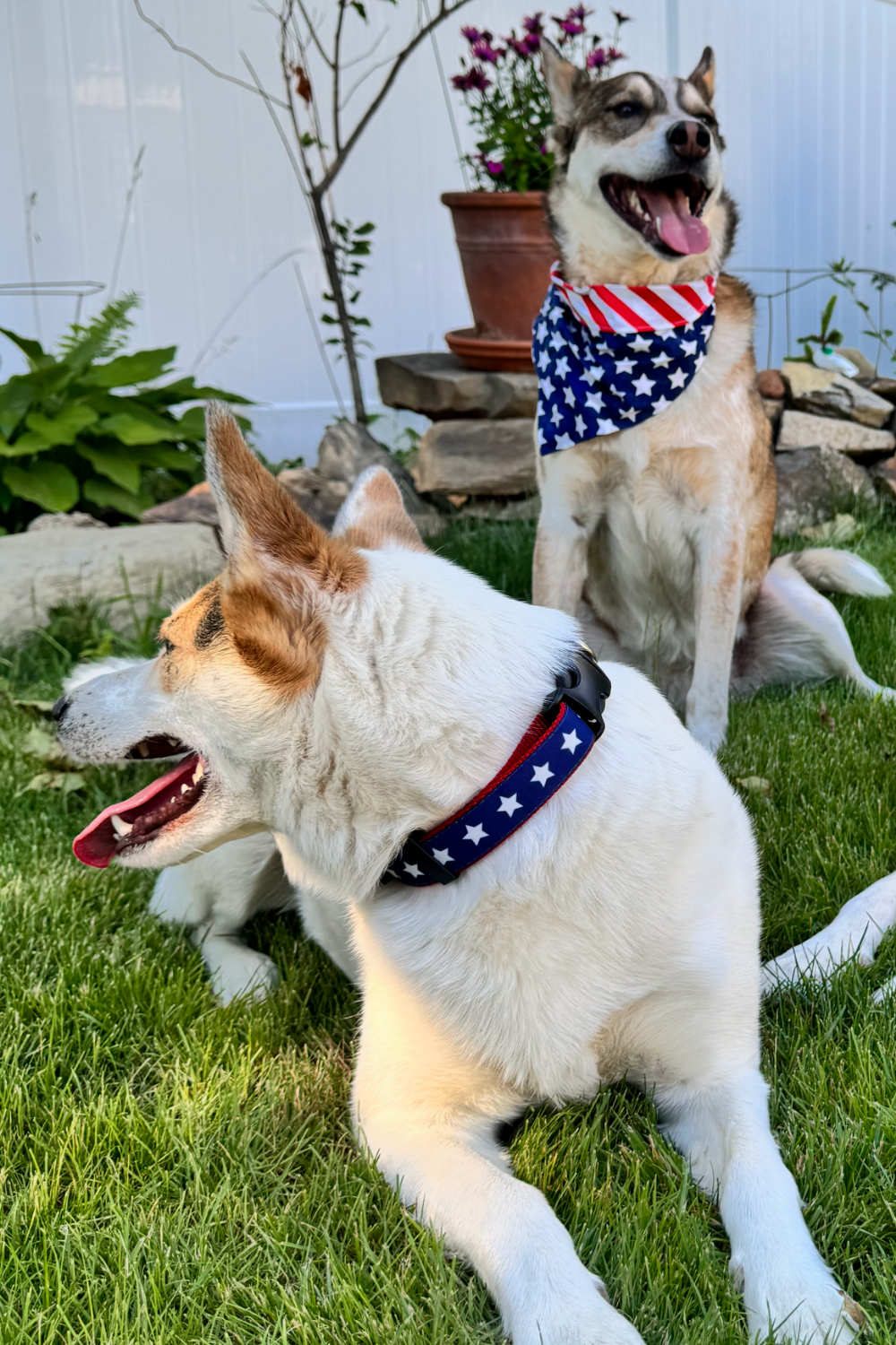 PAW PAWS USA Americana Park Dog Collar Stars