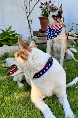 PAW PAWS USA Americana Park Dog Collar Stars