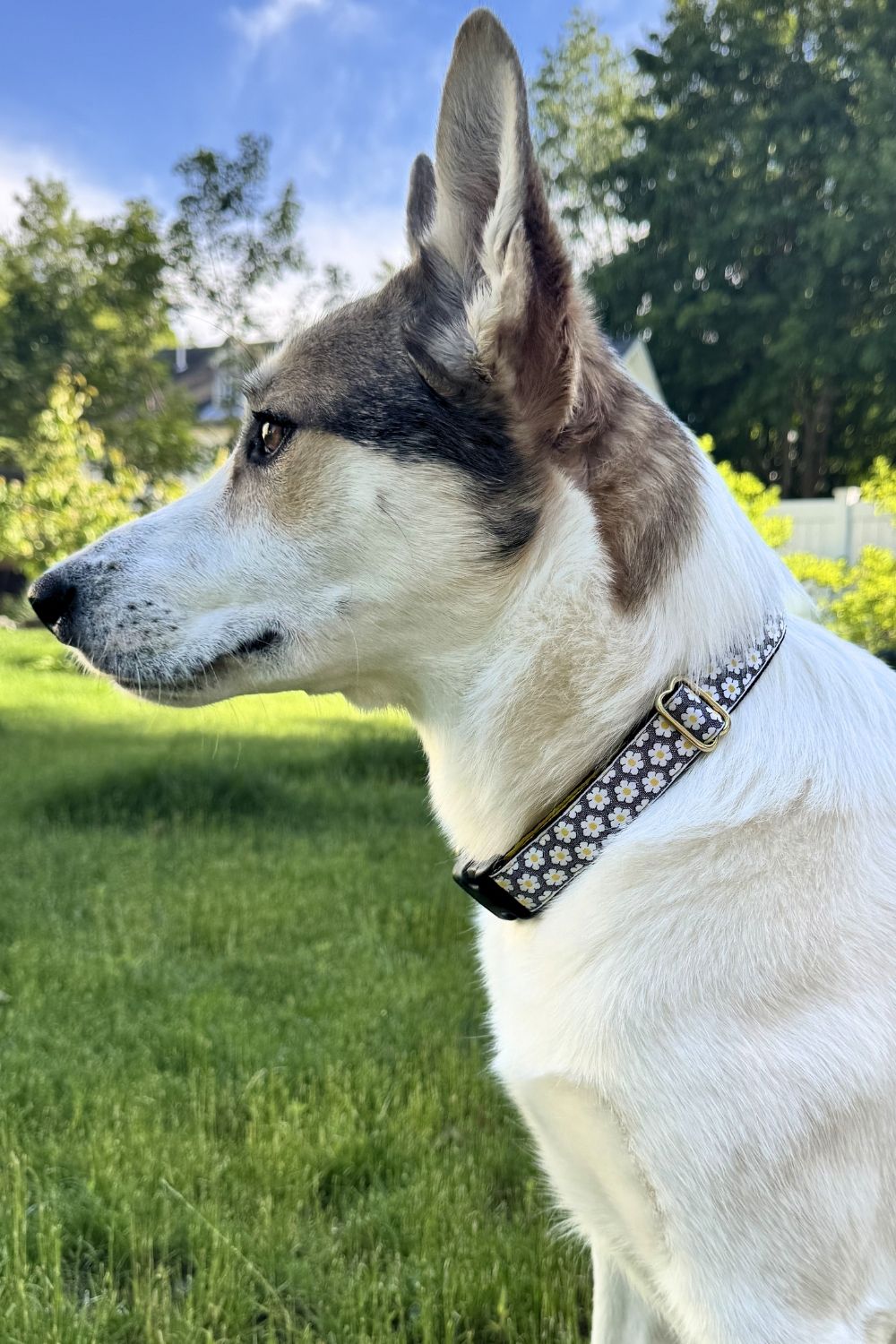 MACKENZIE Dog Collar Daisies Gray