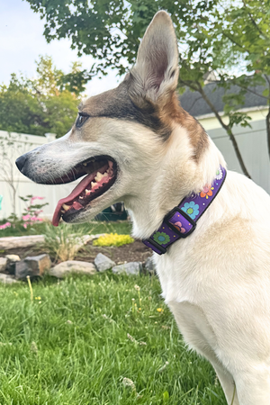 SIX POINT PET Daisy Chain Dog Collar Purple