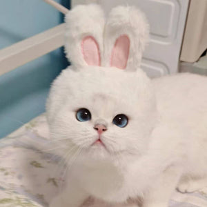 CHEERHUNTING Bunny Cat Hat
