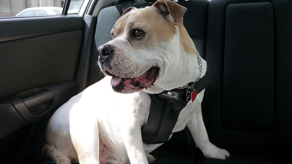 SLEEPYPOD Clickit Sport Plus Harness