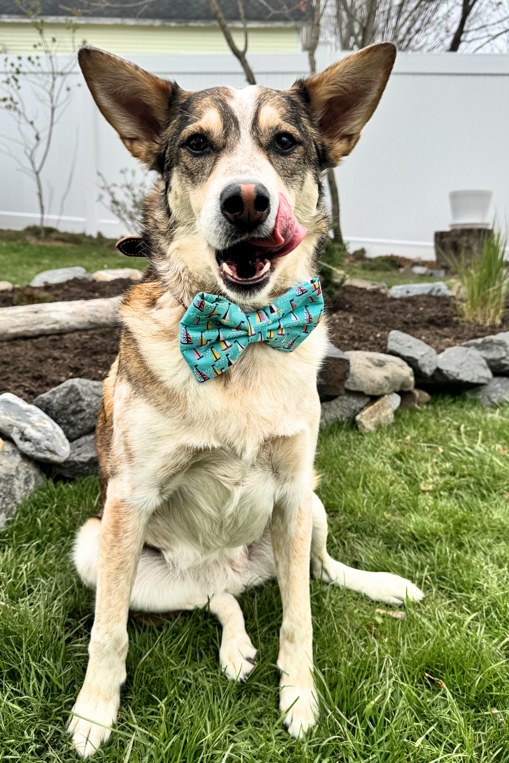 DAPPER DEXTER Bow Tie Sailboats