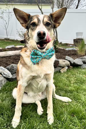 DAPPER DEXTER Bow Tie Sailboats