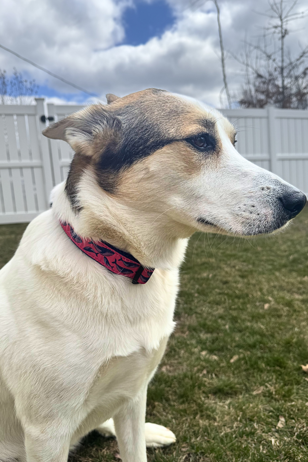 PRESTON Humpback Whale on Raspberry Dog Collar