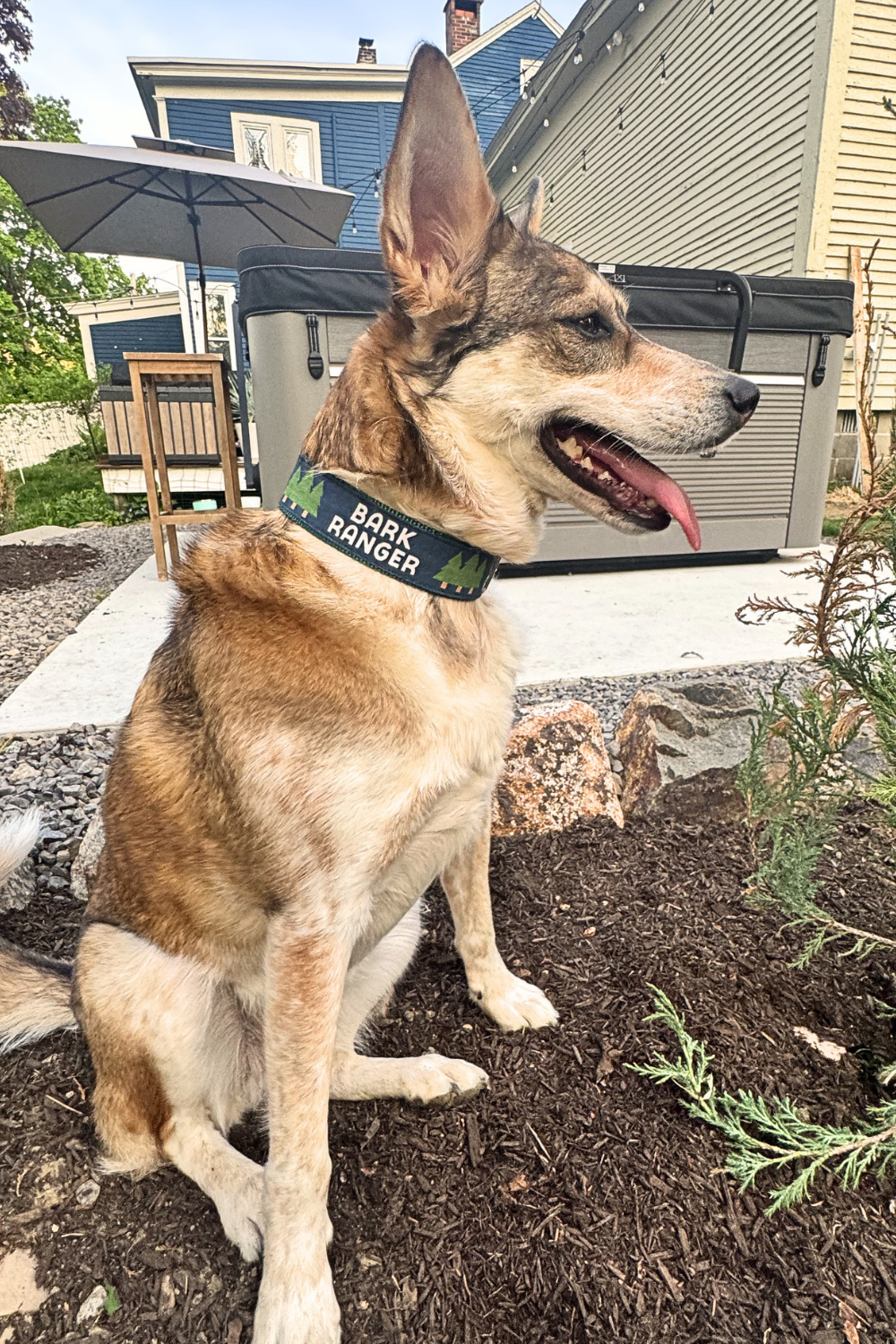 SEW FETCH Bark Ranger Dog Collar