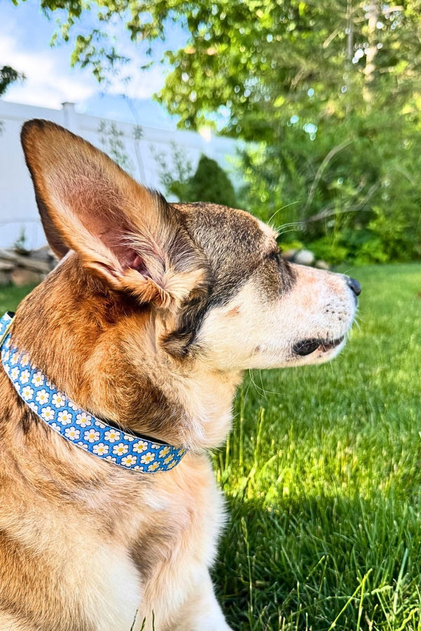 MACKENZIE Dog Collar Daisies Blue