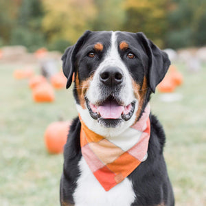 FOGGY DOG Pumpkin Spice Dog Bandana