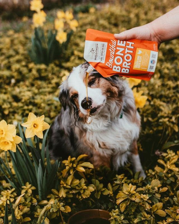 STELLA & CHEWY'S Bountiful Bone Broth Beef 16oz